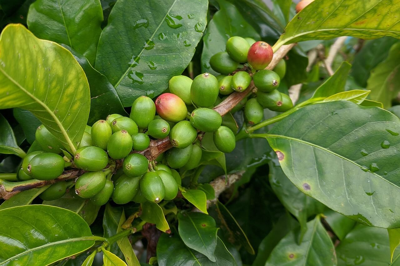 grüne kaffeebohnen