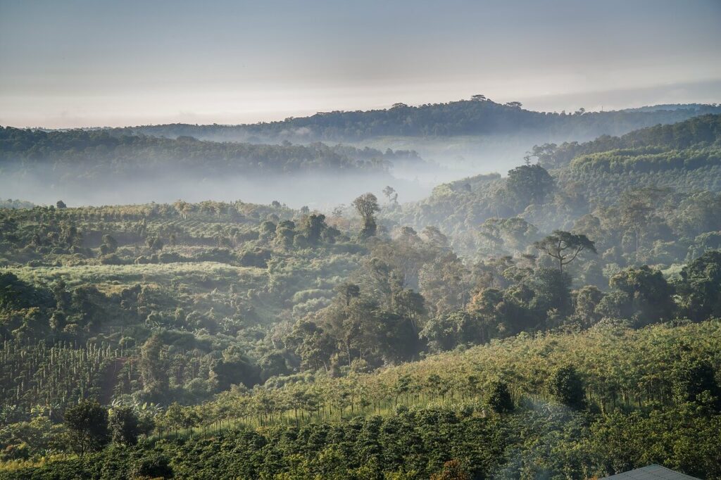 vietnamesische kaffeefarm